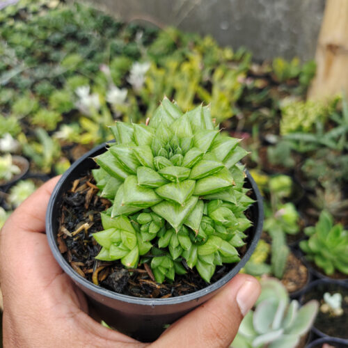 Haworthia Pygmaea, real gallery image #6 plants. Picture taken directly from kaktus.id community Haworthia farmer green houses.