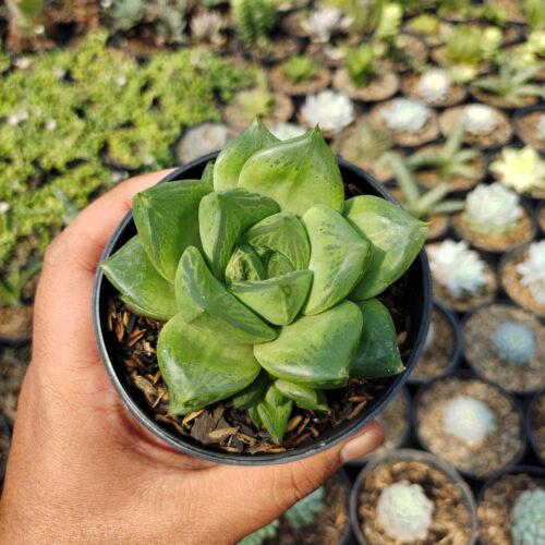 Haworthia Retusa Giant, real gallery image #1 plants. Picture taken directly from kaktus.id community Haworthia farmer green houses.