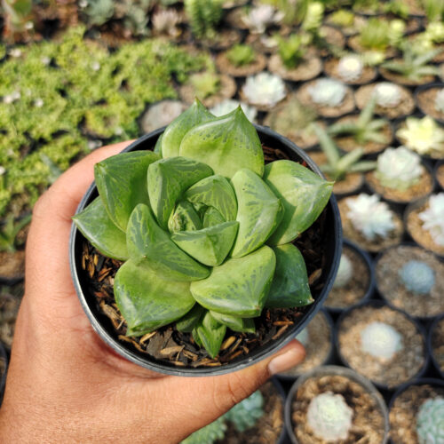 Haworthia Retusa Giant, real gallery image #2 plants. Picture taken directly from kaktus.id community Haworthia farmer green houses.