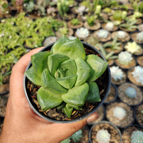 Haworthia Retusa Giant, real gallery image #3 plants. Picture taken directly from kaktus.id community Haworthia farmer green houses.