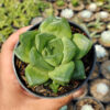 Haworthia Retusa Giant, real gallery image #4 plants. Picture taken directly from kaktus.id community Haworthia farmer green houses.