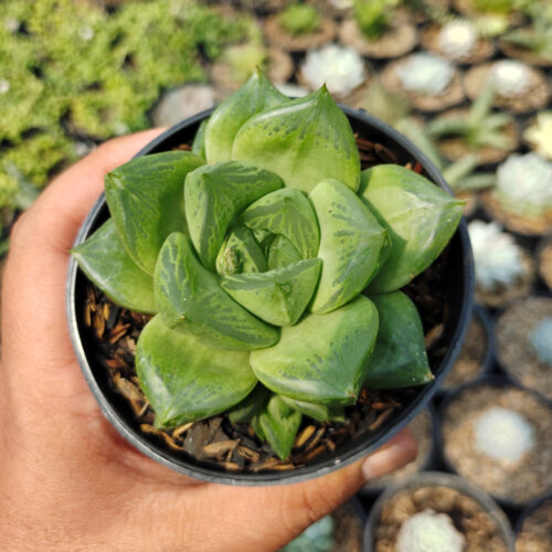 Haworthia Retusa Giant, real gallery image #5 plants. Picture taken directly from kaktus.id community Haworthia farmer green houses.