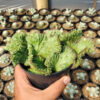 Huernia Penzigii Cristata, real feature image plant. Picture taken directly from kaktus.id community Huernia farmer green houses.