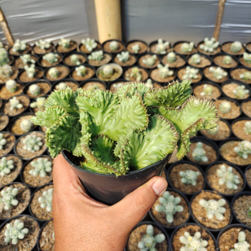 Huernia Penzigii Cristata, real gallery image #3 plants. Picture taken directly from kaktus.id community Huernia farmer green houses.