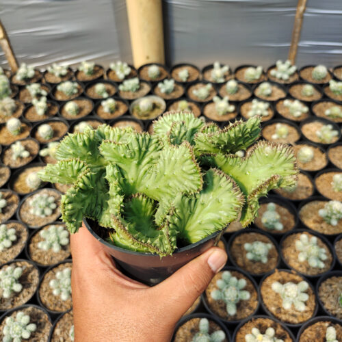 Huernia Penzigii Cristata, real gallery image #4 plants. Picture taken directly from kaktus.id community Huernia farmer green houses.