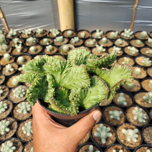 Huernia Penzigii Cristata, real gallery image #5 plants. Picture taken directly from kaktus.id community Huernia farmer green houses.