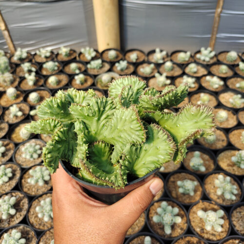 Huernia Penzigii Cristata, real gallery image #6 plants. Picture taken directly from kaktus.id community Huernia farmer green houses.