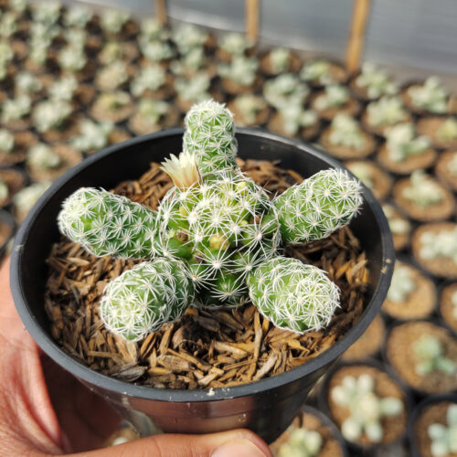 Mammillaria Gracilis, real gallery image #2 plants. Picture taken directly from kaktus.id community Mammillaria farmer green houses.