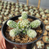 Mammillaria Gracilis, real gallery image #3 plants. Picture taken directly from kaktus.id community Mammillaria farmer green houses.