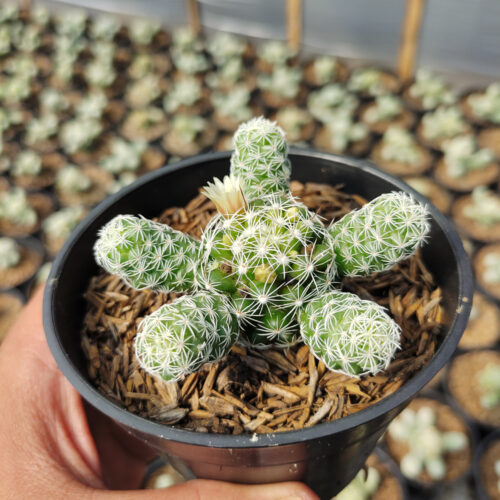 Mammillaria Gracilis, real gallery image #4 plants. Picture taken directly from kaktus.id community Mammillaria farmer green houses.
