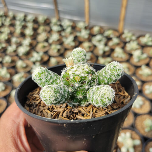 Mammillaria Gracilis, real gallery image #5 plants. Picture taken directly from kaktus.id community Mammillaria farmer green houses.