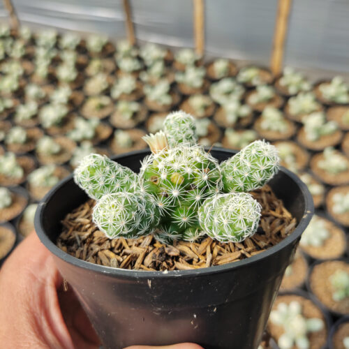 Mammillaria Gracilis, real gallery image #6 plants. Picture taken directly from kaktus.id community Mammillaria farmer green houses.