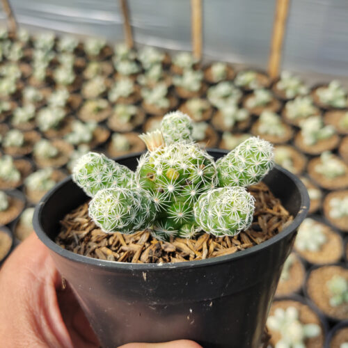 Mammillaria Gracilis, real gallery image #1 plants. Picture taken directly from kaktus.id community Mammillaria farmer green houses.