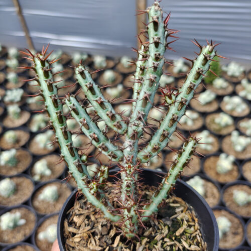 Euphorbia Aeruginosa, real gallery image #2 plants. Picture taken directly from kaktus.id community Euphorbia farmer green houses.