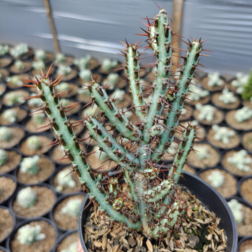 Euphorbia Aeruginosa, real gallery image #1 plants. Picture taken directly from kaktus.id community Euphorbia farmer green houses.