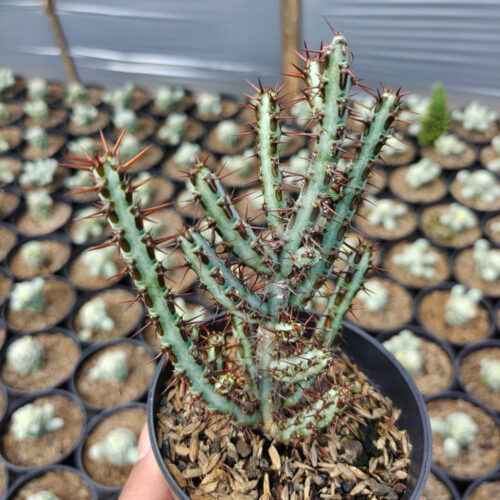 Euphorbia Aeruginosa, real gallery image #5 plants. Picture taken directly from kaktus.id community Euphorbia farmer green houses.