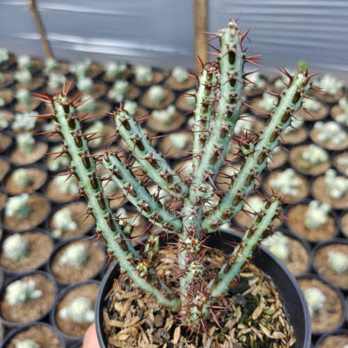 Euphorbia Aeruginosa, real gallery image #4 plants. Picture taken directly from kaktus.id community Euphorbia farmer green houses.