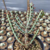 Euphorbia Aeruginosa, real gallery image #3 plants. Picture taken directly from kaktus.id community Euphorbia farmer green houses.