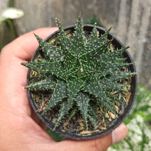Aloe Minnie Belle, real gallery image #2 plants. Picture taken directly from kaktus.id community Aloe farmer green houses.