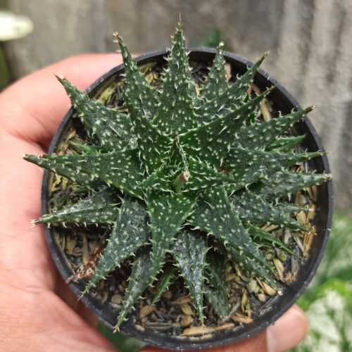 534. Aloe Minnie Belle