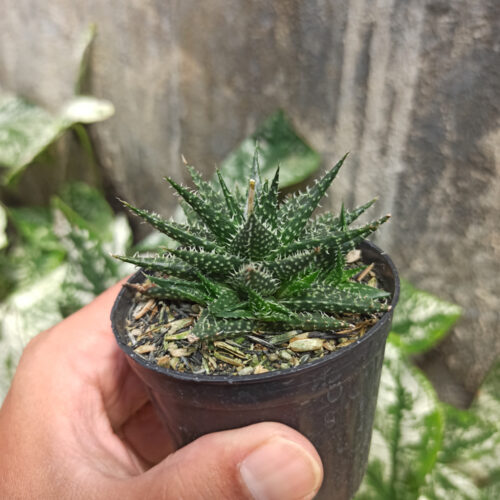Aloe Minnie Belle, real gallery image #3 plants. Picture taken directly from kaktus.id community Aloe farmer green houses.