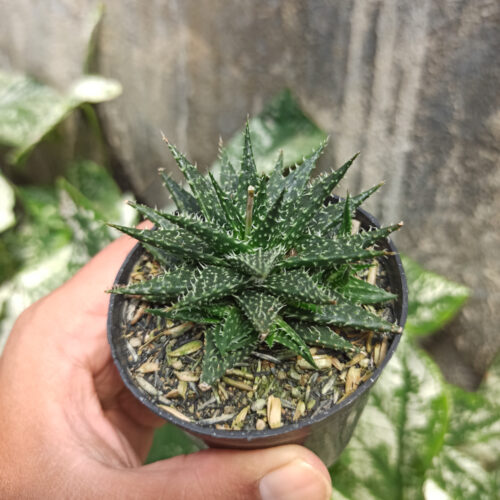 Aloe Minnie Belle, real gallery image #5 plants. Picture taken directly from kaktus.id community Aloe farmer green houses.
