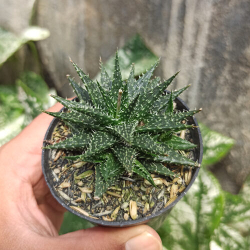 Aloe Minnie Belle, real gallery image #6 plants. Picture taken directly from kaktus.id community Aloe farmer green houses.