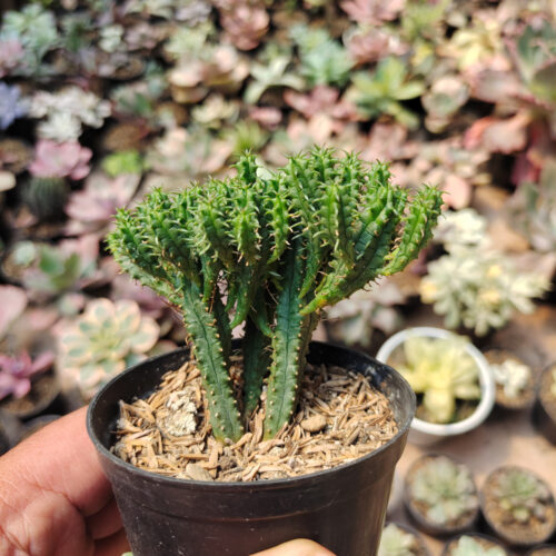 Euphorbia Mammilaris, real gallery image #2 plants. Picture taken directly from kaktus.id community Euphorbia farmer green houses.
