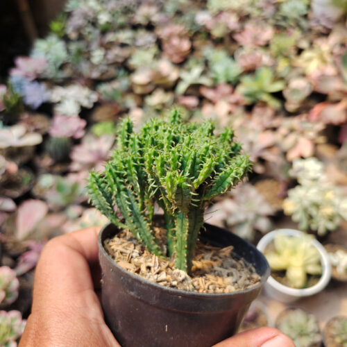 Euphorbia Mammilaris, real gallery image #5 plants. Picture taken directly from kaktus.id community Euphorbia farmer green houses.