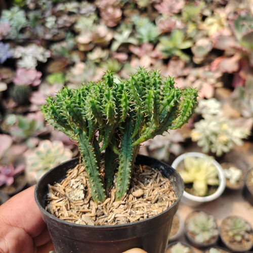 Euphorbia Mammilaris, real gallery image #3 plants. Picture taken directly from kaktus.id community Euphorbia farmer green houses.