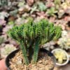 Euphorbia Mammilaris, real gallery image #4 plants. Picture taken directly from kaktus.id community Euphorbia farmer green houses.