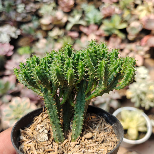 Euphorbia Mammilaris, real gallery image #4 plants. Picture taken directly from kaktus.id community Euphorbia farmer green houses.