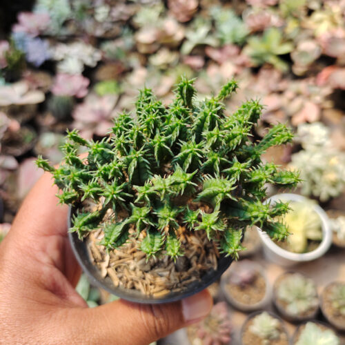 Euphorbia Mammilaris, real gallery image #1 plants. Picture taken directly from kaktus.id community Euphorbia farmer green houses.