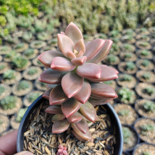 Graptopetalum Paraguayense, real gallery image #2 plants. Picture taken directly from kaktus.id community Graptopetalum farmer green houses.