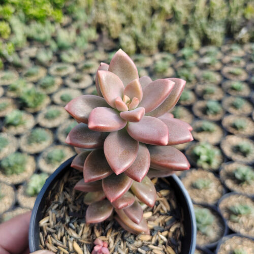 Graptopetalum Paraguayense, real gallery image #3 plants. Picture taken directly from kaktus.id community Graptopetalum farmer green houses.