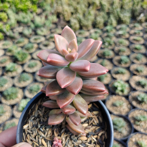 Graptopetalum Paraguayense, real gallery image #4 plants. Picture taken directly from kaktus.id community Graptopetalum farmer green houses.