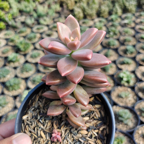 Graptopetalum Paraguayense, real gallery image #5 plants. Picture taken directly from kaktus.id community Graptopetalum farmer green houses.