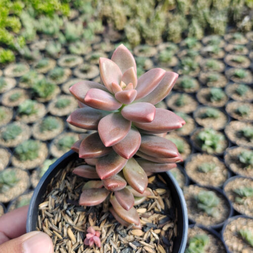 Graptopetalum Paraguayense, real gallery image #6 plants. Picture taken directly from kaktus.id community Graptopetalum farmer green houses.