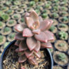 Graptopetalum Paraguayense, real gallery image #7 plants. Picture taken directly from kaktus.id community Graptopetalum farmer green houses.