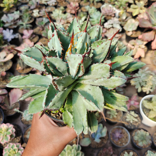Agave Potatorum Cv. Cubic size 18 cm, real gallery image #2 plants. Picture taken directly from kaktus.id community Agave farmer green houses.