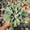 Agave Potatorum Cv. Cubic size 18 cm, real gallery image #3 plants. Picture taken directly from kaktus.id community Agave farmer green houses.