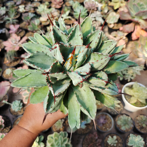 Agave Potatorum Cv. Cubic size 18 cm, real gallery image #4 plants. Picture taken directly from kaktus.id community Agave farmer green houses.