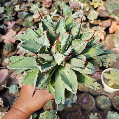 Agave Potatorum Cv. Cubic size 18 cm, real gallery image #5 plants. Picture taken directly from kaktus.id community Agave farmer green houses.