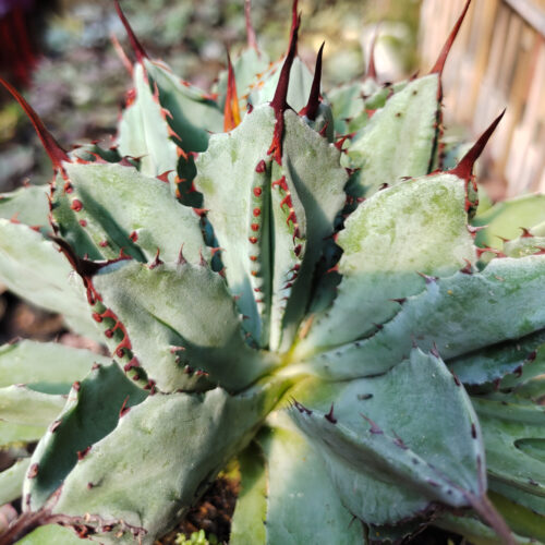 Agave Potatorum Cv. Cubic size 18 cm, real gallery image #1 plants. Picture taken directly from kaktus.id community Agave farmer green houses.