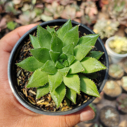Haworthia Mirabilis, real gallery image #2 plants. Picture taken directly from kaktus.id community Haworthia farmer green houses.