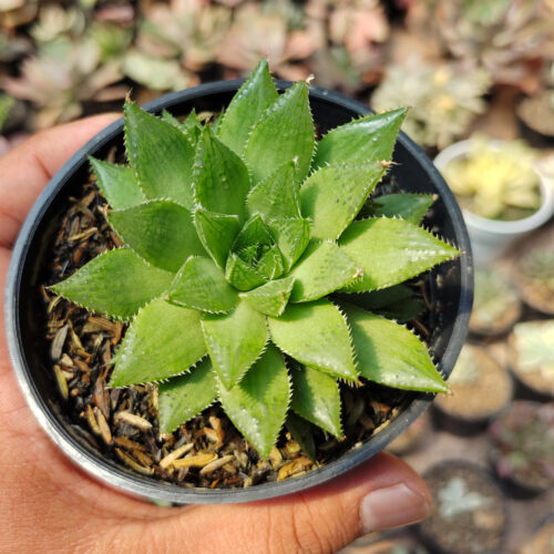 Haworthia Mirabilis, real gallery image #3 plants. Picture taken directly from kaktus.id community Haworthia farmer green houses.