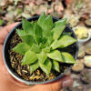 Haworthia Mirabilis, real gallery image #4 plants. Picture taken directly from kaktus.id community Haworthia farmer green houses.