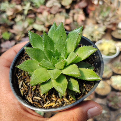 Haworthia Mirabilis, real gallery image #5 plants. Picture taken directly from kaktus.id community Haworthia farmer green houses.