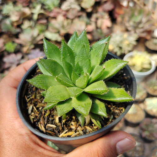 Haworthia Mirabilis, real gallery image #6 plants. Picture taken directly from kaktus.id community Haworthia farmer green houses.