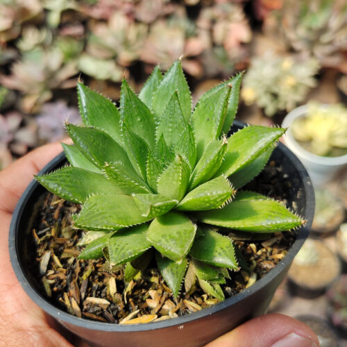 Haworthia Mirabilis, real gallery image #1 plants. Picture taken directly from kaktus.id community Haworthia farmer green houses.